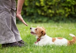 Εκπαίδευση Σκύλου: Τι πρέπει να γνωρίζετε;